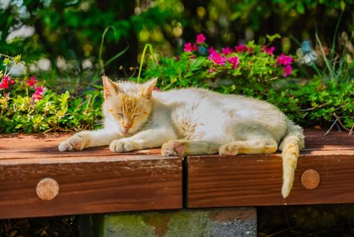 【長崎】雲仙地獄で出会った猫 【長崎】雲仙地獄で出会った猫の写真
