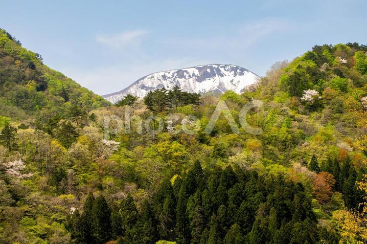 若葉の風景⒄ 春,山,木々の写真素材