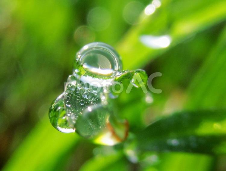 水滴と緑の葉の風景 水滴,しずく,雨の写真素材