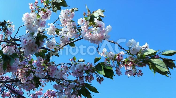 造幣局桜の通り抜け 春,桜,八重桜の写真素材