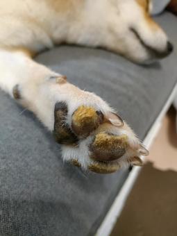 ガサガサ肉球の柴犬! ガサガサ肉球の柴犬!の写真