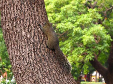 タイワンリス10 タイワンリス,アップ,野生の写真素材