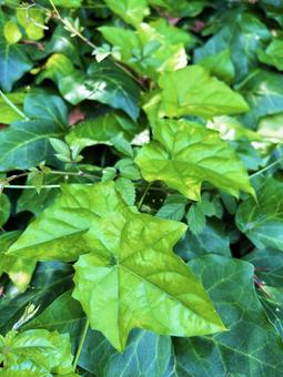 Photo, ivy, a crowd, light, 