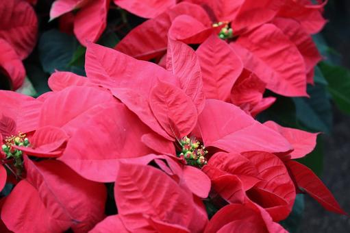 ポインセチア 植物,草,赤色の写真素材