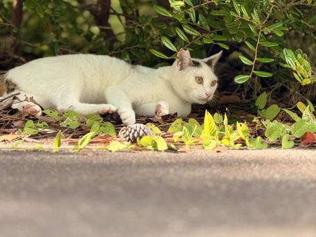 木陰で休むシロキジ猫 木陰で休むシロキジ猫 ネコ,のらねこ,動物の写真素材