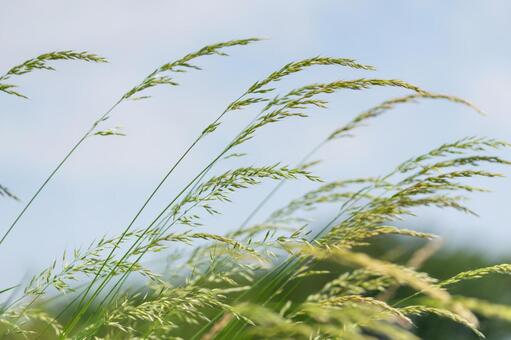 風にそよぐ草の写真