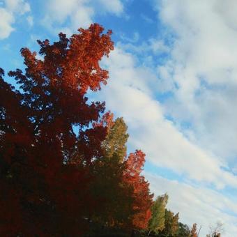 紅葉 紅葉の写真