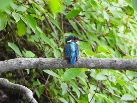 Photo, kingfishers, bird, birds, 