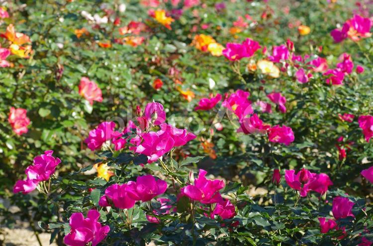 バラ園（愛媛県菊間町 瓦ふるさと公園にて） きれい,カラフル,ガーデニングの写真素材