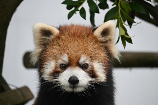 レッサーパンダ レッサーパンダ,動物,動物園の写真素材