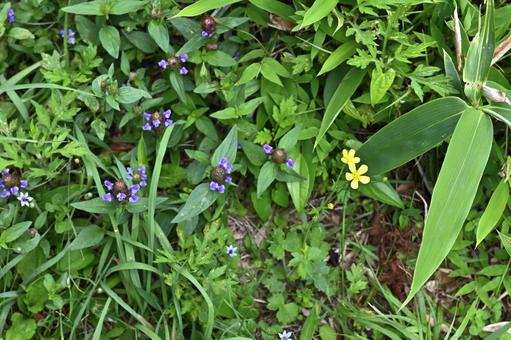 山道の小花 山道の小花の写真