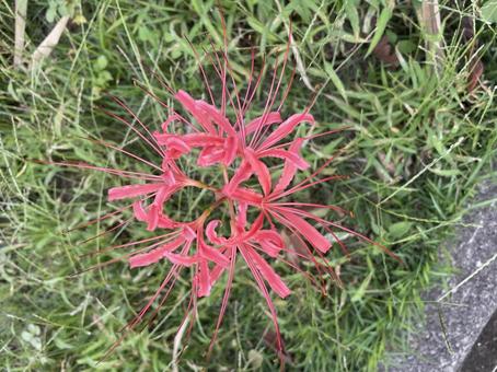 彼岸花 彼岸花,花,植物の写真素材