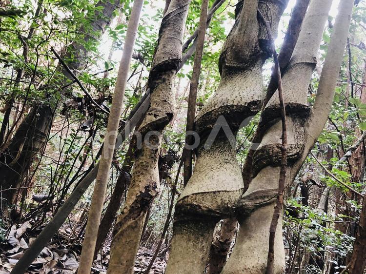 ねじれる木々　森林　登山 登山,アウトドア,トレッキングの写真素材