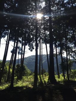 垂直に伸びる樹木と太陽 垂直に伸びる樹木と太陽 森林,木々,樹木の写真素材