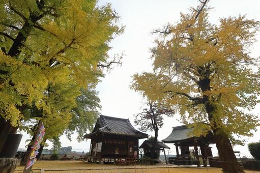 佐賀県みやき町「綾部八幡神社」の銀杏 綾部八幡神社,紅葉,銀杏の写真素材