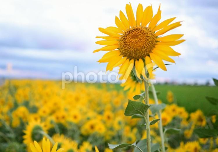 夏の夕空とひまわりのハーモニー ひまわり,花畑,夏の写真素材