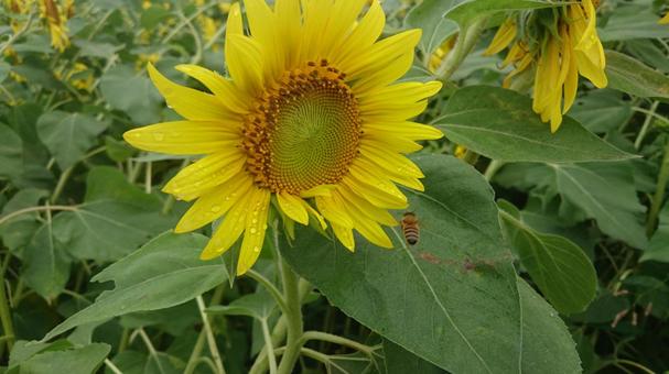 ひまわりの写真