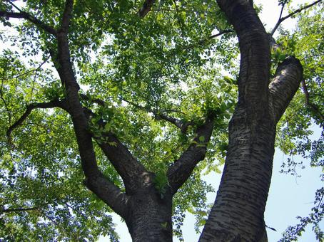 五月の緑風景-6 五月,緑,風景の写真素材