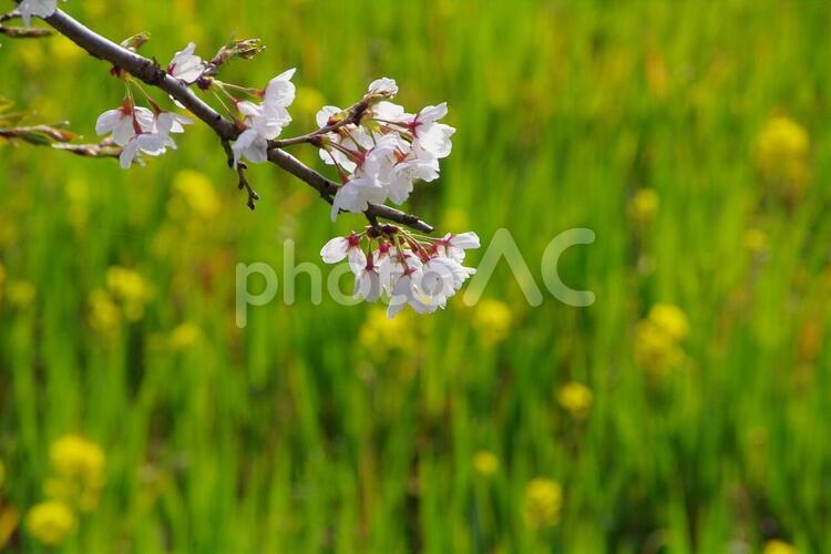 サクラと菜の花 菜の花,桜,sakuraの写真素材