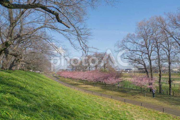 権現堂の河津桜 春,さくら,風景の写真素材