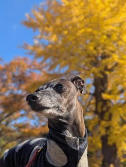 秋のお散歩 イタグレ,イチョウ,散歩の写真素材