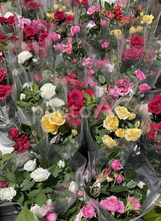 母の日に薔薇を02 母の日に薔薇を02 薔薇,バラ,花の写真素材