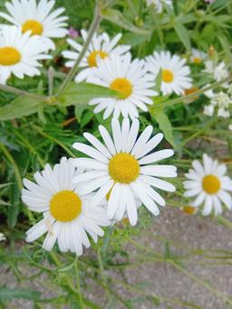 【花】5月のフランスギク 【花】5月のフランスギク 花,フランスギク,菊の写真素材