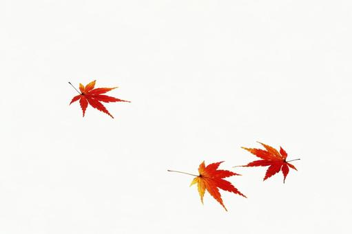 落ち葉、枯葉、枯れ枝のスタジオ撮影35 落ち葉、枯葉、枯れ枝のスタジオ撮影35の写真