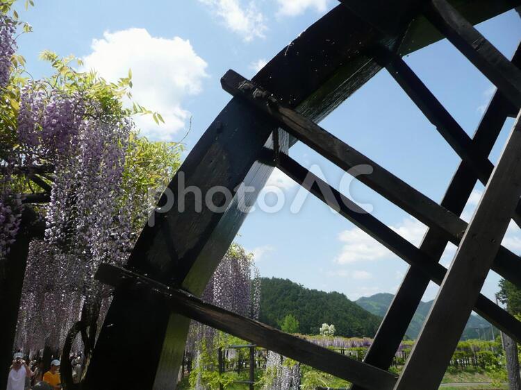 水車と藤の花 藤,水車,花の写真素材