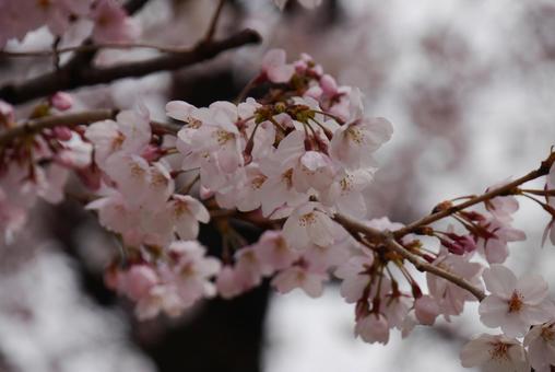 桜 桜の写真