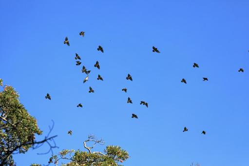空に舞う鳥野群れ 空に舞う鳥野群れの写真
