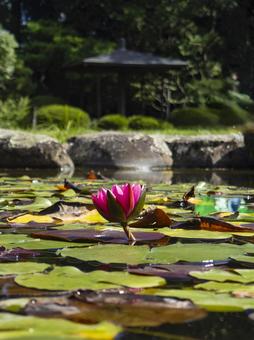 水連 水連の写真