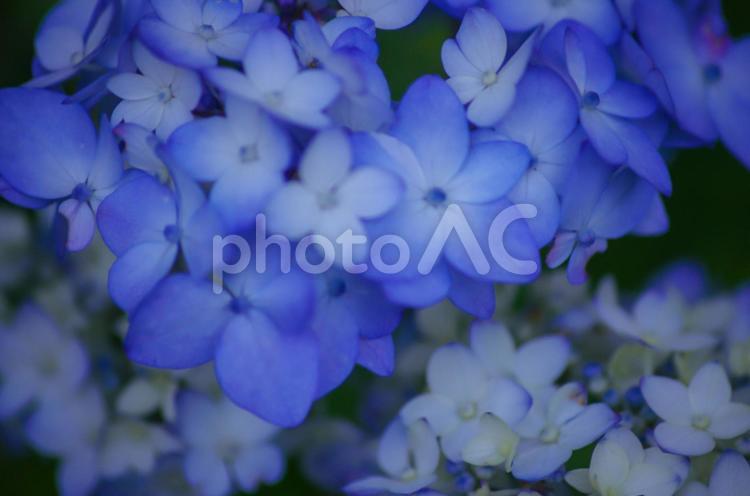 梅雨時期の風物詩　紫陽花の咲き始め 紫陽花,梅雨,アジサイの写真素材