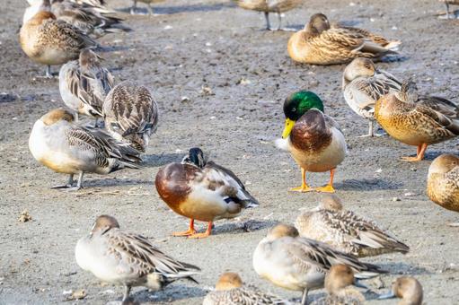 マガモの群れ⑶ 鳥,マガモ,カモの写真素材