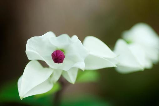 温室の白い花 温室の白い花の写真