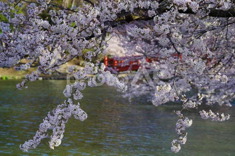 長野県須坂、臥竜公園さくら さくら,春,風景の写真素材