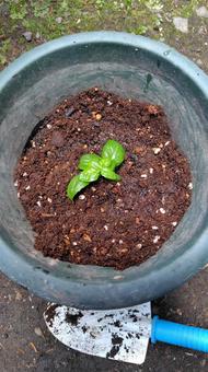 家庭菜園のバジル 家庭菜園,バジル,鉢植えの写真素材