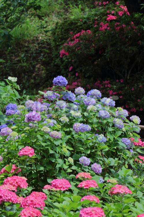 雨に濡れて咲く アジサイ,花,アジサイ科の写真素材