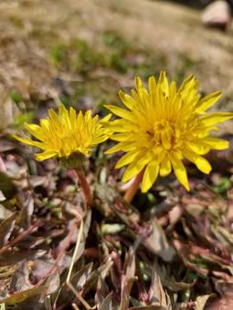 タンポポの写真