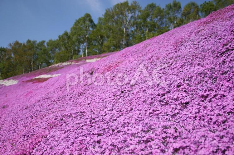 北海道の春　芝桜　シバザクラ　東藻琴 シバザクラ,芝桜,しばざくらの写真素材