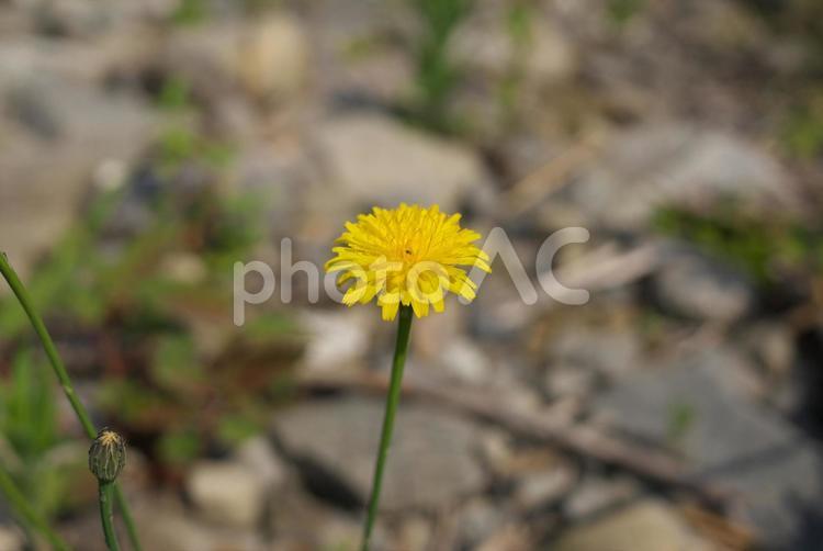 1本だけ咲く黄色いタンポポ 花,黄色,タンポポの写真素材