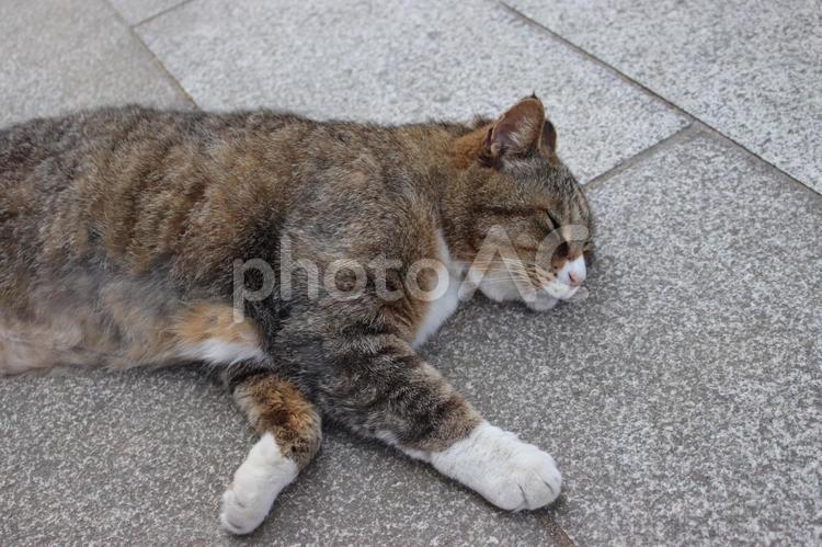 野良猫のお昼寝 猫,野良猫,昼寝の写真素材