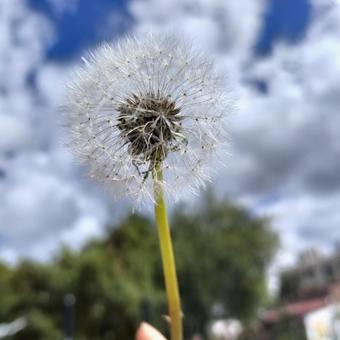 綿毛と空 綿毛,植物,空の写真素材