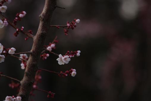 桜の花 桜の花の写真