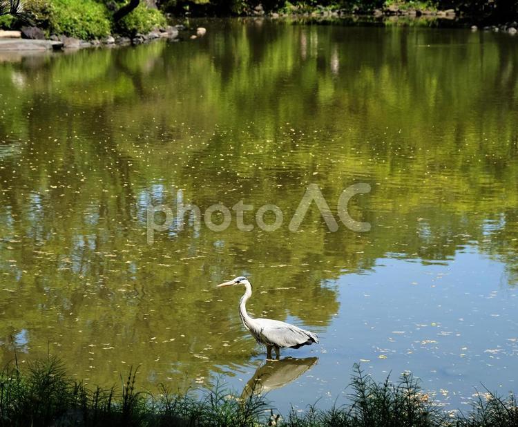 獲物を狙うサギ 狙う,サギ,池の写真素材