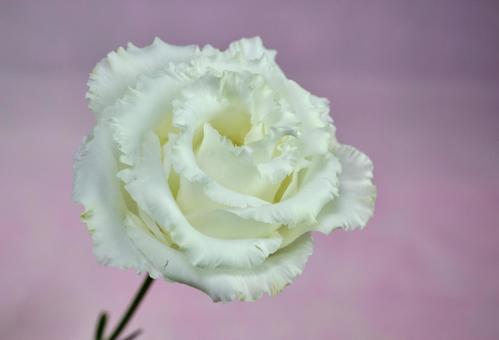 エレガントな白いバラ花の背景 背景,バラ,ローズの写真素材