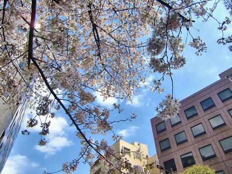 桜の季節-12 桜の季節-12 桜,木,幹の写真素材