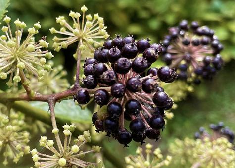 山ウドの若い実と熟した実2 独活,晩夏,実の写真素材