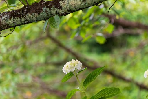 木陰に咲く白い紫陽花 木陰に咲く白い紫陽花の写真