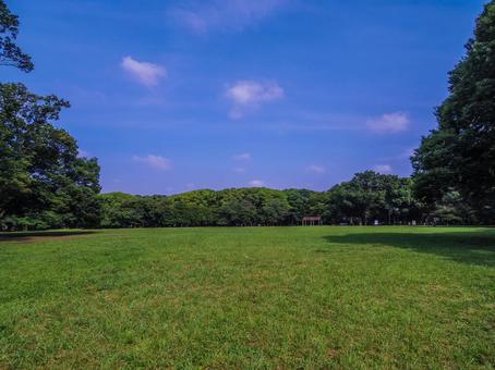 【東京都】代々木公園 【東京都】代々木公園 代々木公園,代々木,原宿の写真素材